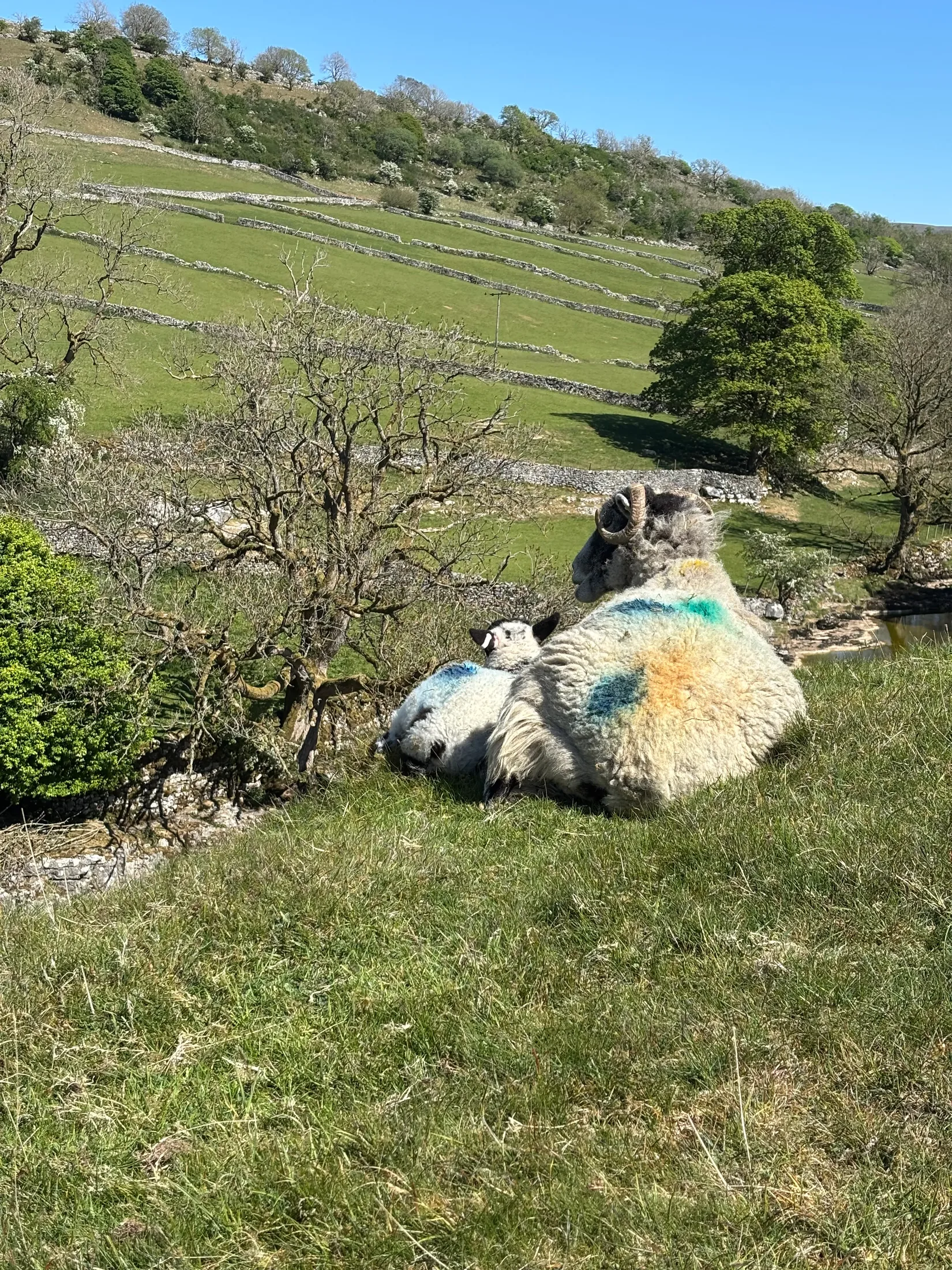 A Yorkshire Dales village used as a filming location on a private All Creatures Great & Small tour