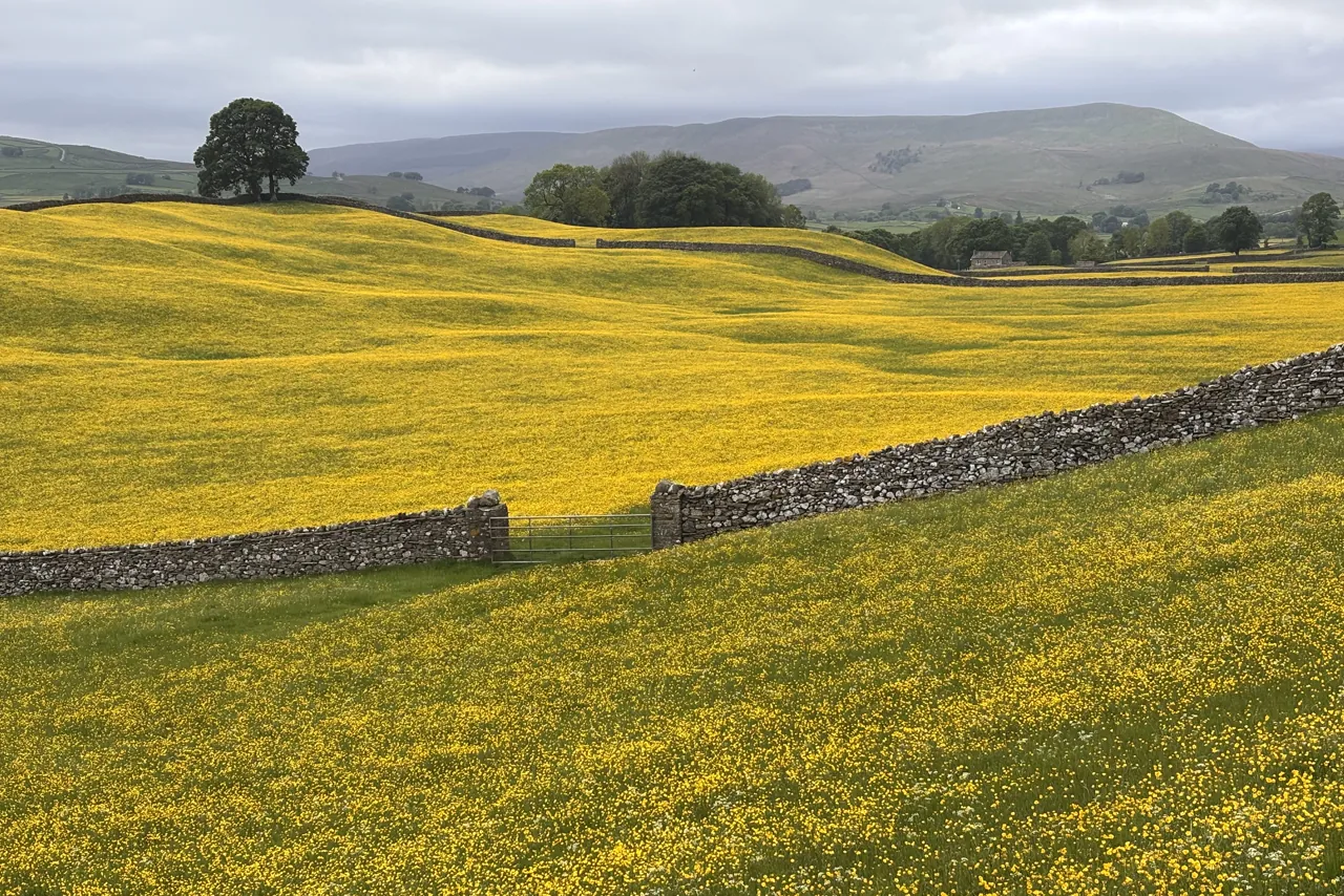 Buttercup meadow and drystone walls rolling into the Yorkshire Dales on a scenic transfer route